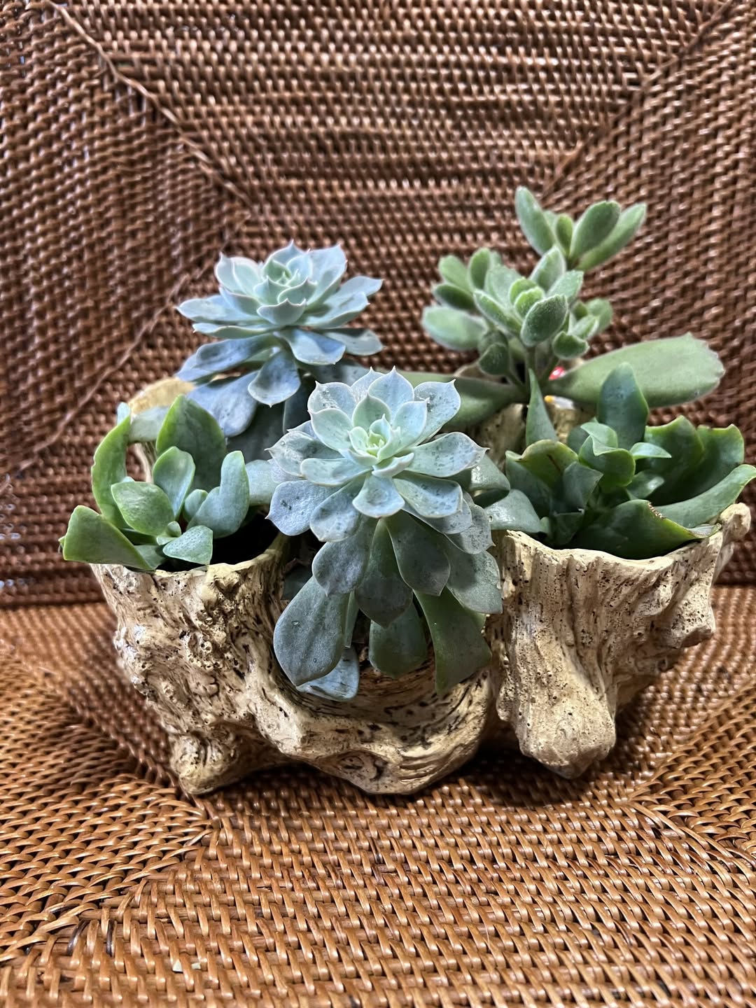 Driftwood succulent planter